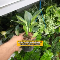 فیلودندرون برکین سایز متوسط