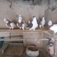 ساده طوقی|پرنده|قلندر آباد, |دیوار