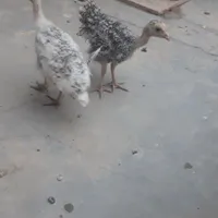 طاووس جوجه طاوس