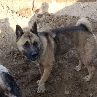 آکیتا آمریکایی|سگ|پاکدشت, پاکدشت (مامازند)|دیوار