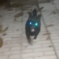 سگ آپارتمانی کوچک ریز|سگ|اهر, |دیوار