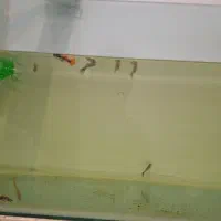 گوپی مولد و پیش مولد|ماهی|مشکین‌دشت, |دیوار