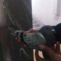 پلاکی زرهی 2024+2025