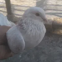 کبوتر|پرنده|محمدشهر, محمدشهر|دیوار