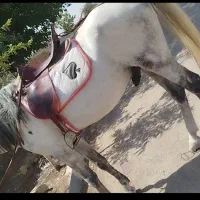 اسب نریون|اسب و تجهیزات اسب‌سواری|سبزوار, قصبه غربی|دیوار