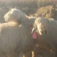 فروش ۴۰ راس میش اصل بختیاری|حیوانات مزرعه|کوهرنگ, |دیوار