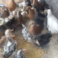 جوجه محلی