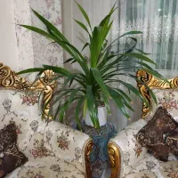 گل طبیعی