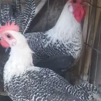 مرغ و خروس بلژیکی با کبوتر معامله