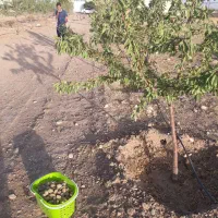 مزرعه ۴۰ هزار متری، سنددار،دیوار شده با تاسیسات