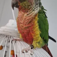 معاوضه پرنده با بچه گربه