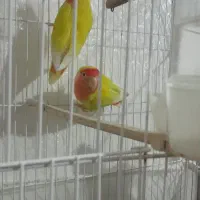 طوطی برزیلی|پرنده|نقده, |دیوار