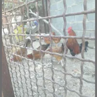 قیمت۳۰۰هزار