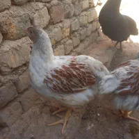 ویاندوت اورنج