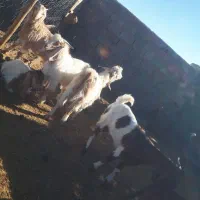 بره های ماده وزن ۲۰ تا ۴۰|حیوانات مزرعه|اسفراین, |دیوار