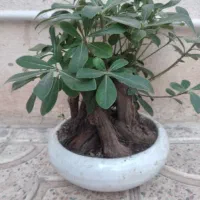 گل بنسای شاداب