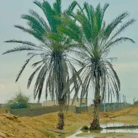 600اصل نخل ،ثمری در وحدتیه