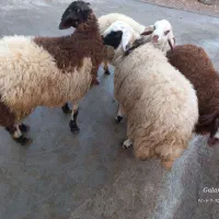 بره نر کشتار|حیوانات مزرعه|فیروزآباد (لرستان), |دیوار