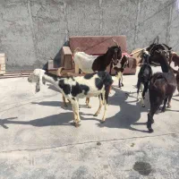 چهار تا بزه کهر دار دورگ پاکستانی|حیوانات مزرعه|کاکی, |دیوار