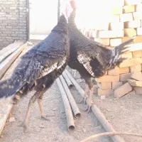 بوقلمون|حیوانات مزرعه|قیدار, |دیوار