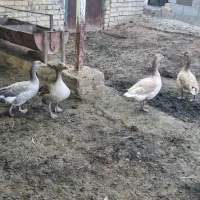 غاز|حیوانات مزرعه|زرقان, |دیوار