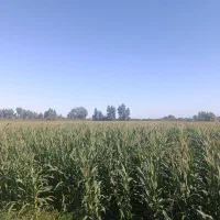 ذرت علوفه ای|عمده‌فروشی|فاضل آباد, |دیوار