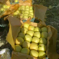 سیب|خوردنی و آشامیدنی|اشنویه, |دیوار