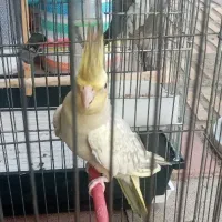 طوطی عروس ماده آماده با قفس