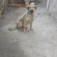 پژدر ماده اصیل بشرط سرو پنجه دار