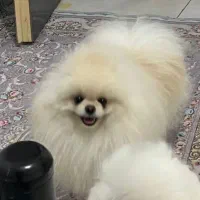 توله پامرانین نر و ماده