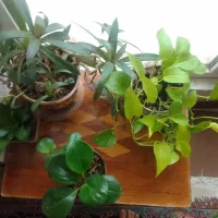 گل فروشی|گل و گیاه طبیعی|گلبهار, شهر جدید گلبهار|دیوار