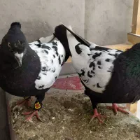 کبوتر سینه. طوقی