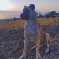 سگ افغان قیمت مناسب، دیوانه|سگ|میلاجرد, |دیوار