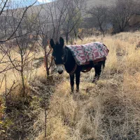 خرنر|حیوانات مزرعه|دینور, |دیوار