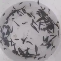 زالو بهداشتی از تولید به مصرف