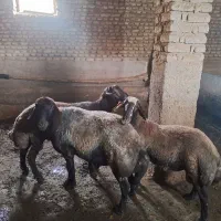 فروشی|حیوانات مزرعه|نیشابور, ماروسک|دیوار