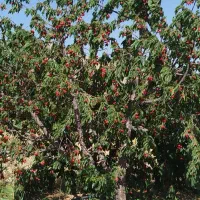 باغ(۲هزار متری و۶هزار متری) روستای بابامحمد