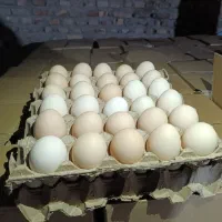 پخش تخم‌مرغ قهوه‌ای یا کورال