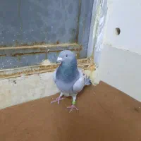 کبوترنر پلاکی|پرنده|قم, شهرک توانیر|دیوار