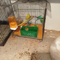 مرغ عشق جفت جوجه