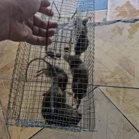 شرکت سمپاشی زیست محور،سم پاشی موریانه ساس سوسک موش|خدمات نظافت|ری, علایین|دیوار