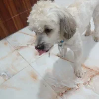 سگ پت نرماده نژادشیتزوتریر رایگان تکی هم واگذار|سگ|تهران, هفت حوض|دیوار