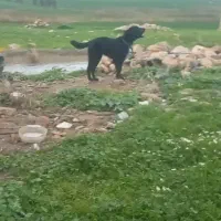 توله سرابی ذات قدیم