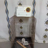 قفس طوطی و کاسکو