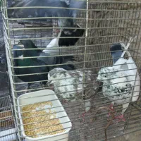 کفتر.کبوتر تهرانی پرشی ساعت دار|پرنده|شهریار, شهرک امیریه|دیوار