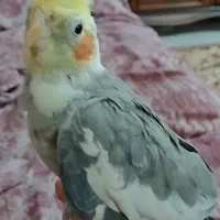 عروس هلندی گمشده