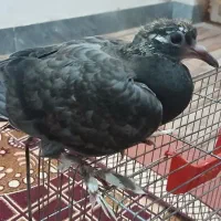 جوجه کبوتر|پرنده|اهواز, اسلام آباد شرقی|دیوار