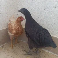 مرغ و خروس مرندی محلی