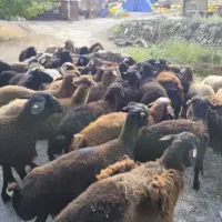 گوسفند جهاد کشاورزی بنیاد ظفر یاس قلم ۲۲ بهمن|حیوانات مزرعه|کرج, شهرک ظفر|دیوار