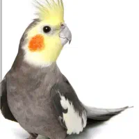 عروس هلندی گمشده